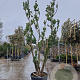 Arbutus unedo 350-400 cm cont. 175L meerstammig