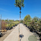 Arbutus unedo 80-100 cm 7,5L