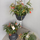Begonia 'Bon Fire' gm 4,0L