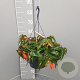 Begonia 'Bon Fire' gm 4,0L