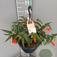 Begonia 'Bon Fire' gm 4,0L