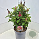 Buddleja d. B. Candy Little Ruby 50-60 cm 20L