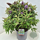 Buddleja d. B. Candy Lila Sweeth. 40-50 cm 10L