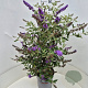 Buddleja Free Petite Blue Heaven 80-100 cm 10L