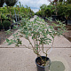 Buddleja Free Petite Blue Heaven 80-100 cm container