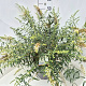 Buddleja Flutterby Pet. Snow White 50-60 cm 20L