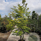 Carpinus betulus 350-400 cm container meerstammig