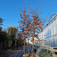 Carpinus betulus 350-400 cm container meerstammig