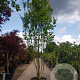 Carpinus bet. 'Lucas' 450-500 cm container paraplu