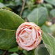 Camellia j. 'Debutante' 120-140 cm 35L