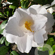 Camellia j. 'Hagoromo' 40-60 cm 10L