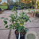 Camellia j. 'Hagoromo' 40-60 cm 10L