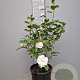 Camellia j. 'Hagoromo' 40-60 cm 10L