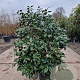 Camellia j. 'Jupiter' 80-100 cm 30L