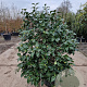 Camellia j. 'Jupiter' 80-100 cm 30L