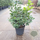Camellia j. 'Jupiter' 80-100 cm 30L