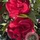 Camellia j. 'Mrs Charles Cobb' 125-150 cm 15L