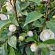 Camellia j. 'Miss Lyla' 100-120 cm container  50 cm stam