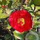 Camellia japonica 125-150 cm 15L