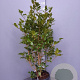 Camellia japonica 125-150 cm 15L