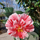 Camellia japonica 125-150 cm container 