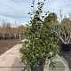 Camellia japonica 150-175 cm cont. 70L