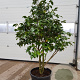 Camellia japonica 150-175 cm container meerstammig extra