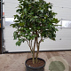 Camellia japonica 150-175 cm container meerstammig extra