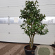 Camellia japonica 150-175 cm container meerstammig extra