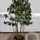 Camellia japonica 150-175 cm container meerstammig extra