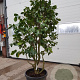 Camellia japonica 150-175 cm container meerstammig extra