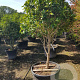 Camellia japonica 175-200 cm container piramide
