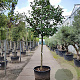Camellia japonica 180 cm stam container 20-25