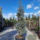Cedrus atl. 'Glauca' 250-300 cm cont. 130L