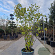 Cercis canadensis 200-250 cm container meerstammig extra