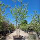 Cercis canadensis 250-300 cm container meerstammig