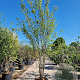 Cercis canadensis 300-350 cm container meerstammig