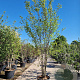 Cercis canadensis 300-350 cm container meerstammig