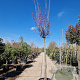 Cercis can. 'Forest Pansy' 180 cm stam container 16-18 leiboom