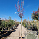 Cercis can. 'Forest Pansy' 180 cm stam container 16-18 leiboom