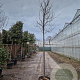 Cercis can. 'Forest Pansy' 180 cm stam container 8-10