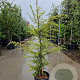 Cedrus deod. 'Aurea' 100-125 cm 18L
