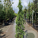 Cedrus deod. 'Aurea' 175-200 cm 45L