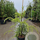 Cedrus deod. 'Aurea' 80-100 cm 18L