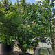 Cercidiphyllum japonicum 300-350 cm container meerstammig