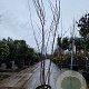 Cercis siliquastrum 200-250 cm cont. 285L meerstammig