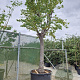 Cercis siliquastrum 200 cm stam cont. 750L 60-80
