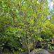 Cercis siliquastrum 300-350 cm container meerstammig