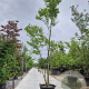 Cercis siliquastrum 350-400 cm container