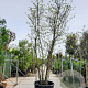 Cercis siliquastrum 400-450 cm container meerstammig